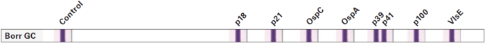 Blot: Anti-Borrelia EUROLINE Dog (IgG)