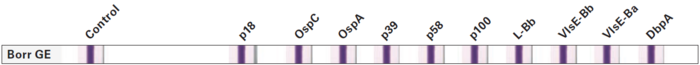 Blot: Anti-Borrelia EUROLINE Horse (IgG)