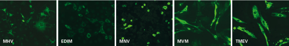Mouse Monitoring Mosaic 1
