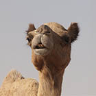 Camel