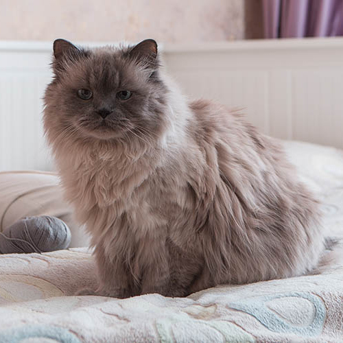 Toxoplasmosis in cats