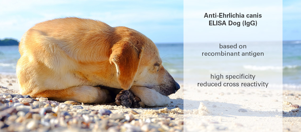 Ehrlichiosis in dogs